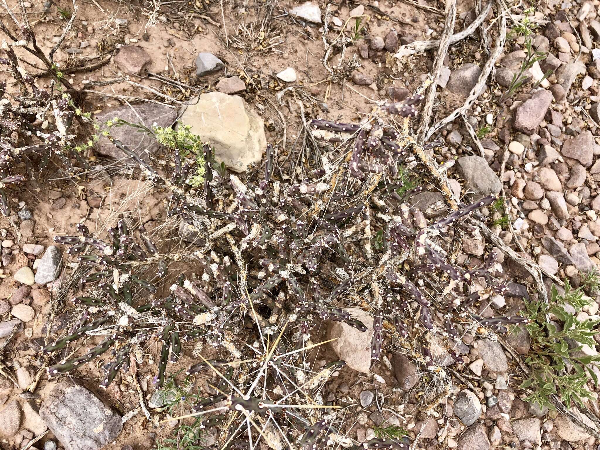 Image of candle cholla