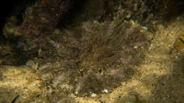 Image of collared sand anemone