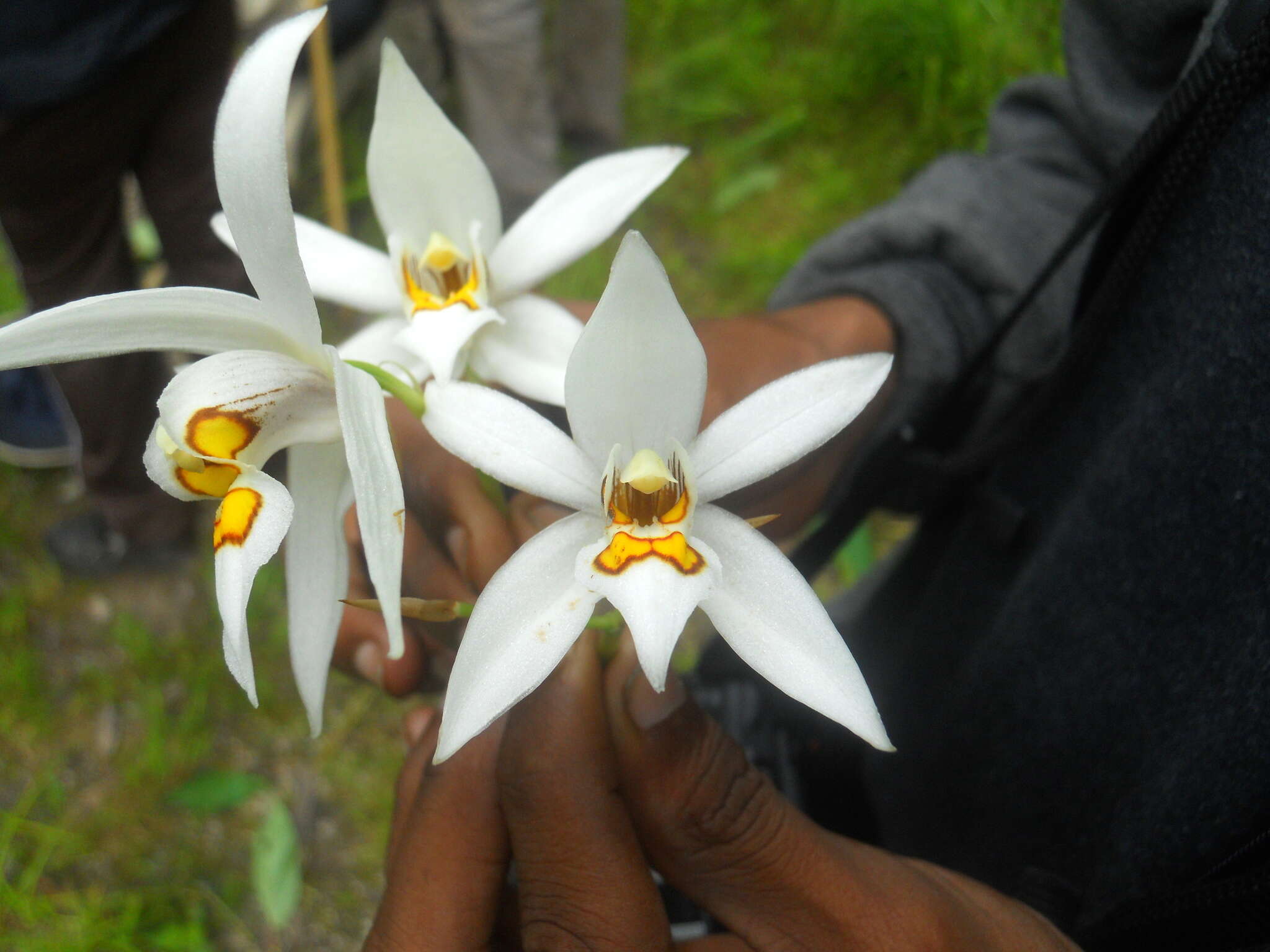 Imagem de Coelogyne corymbosa Lindl.