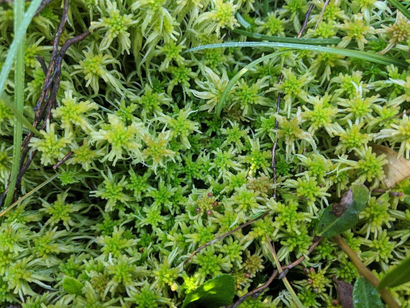 صورة Sphagnum fallax Klinggräff 1881