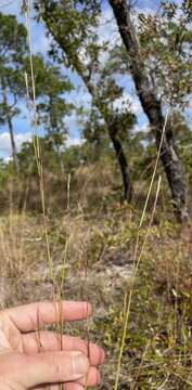 Image of crimson bluestem