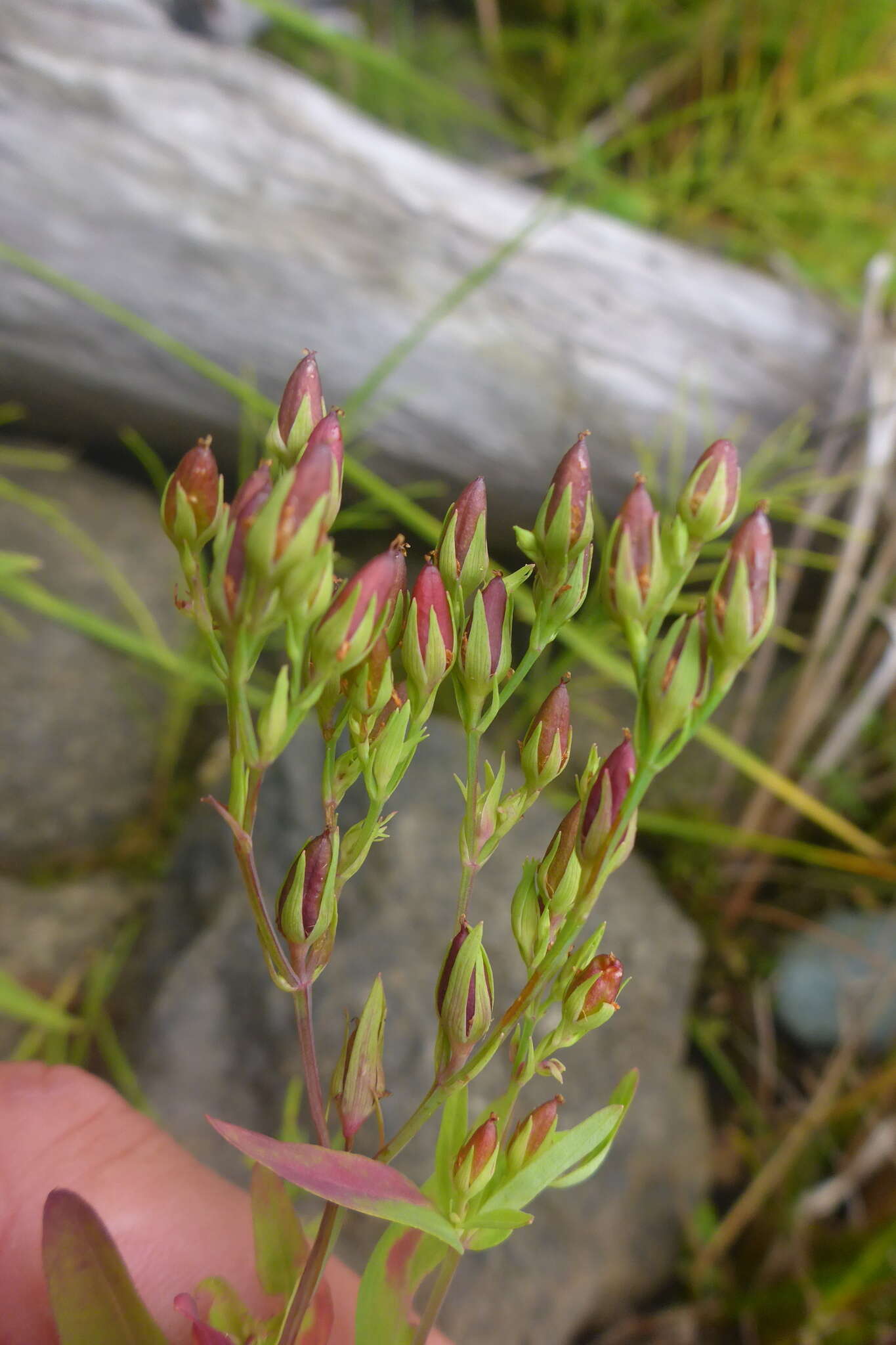 Sivun Hypericum majus (A. Gray) Britton kuva