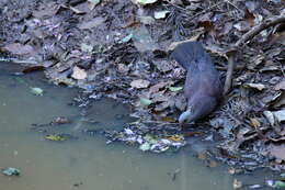 Image of Nilgiri Wood Pigeon