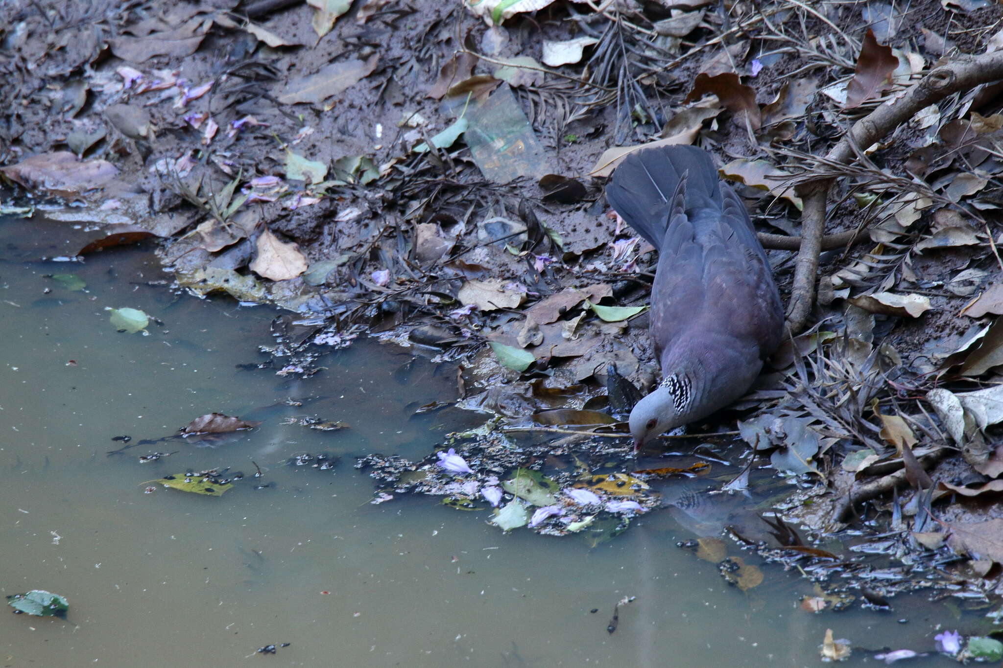 Image of Nilgiri Wood Pigeon