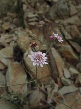 Leucheria rosea Poepp. ex Less. resmi