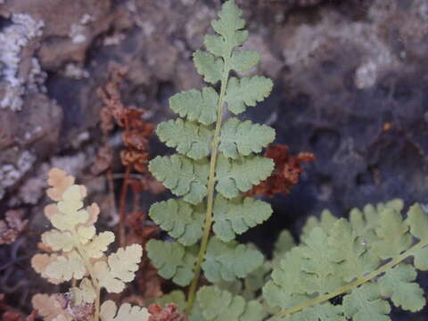 Image of Rocky Mountain woodsia