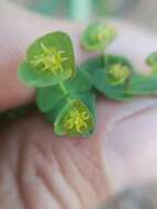 Image of Euphorbia greggii Engelm. ex Boiss.