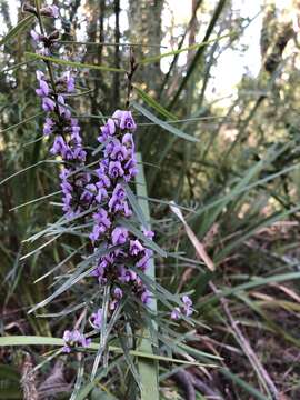 Image of Blue Bonnet