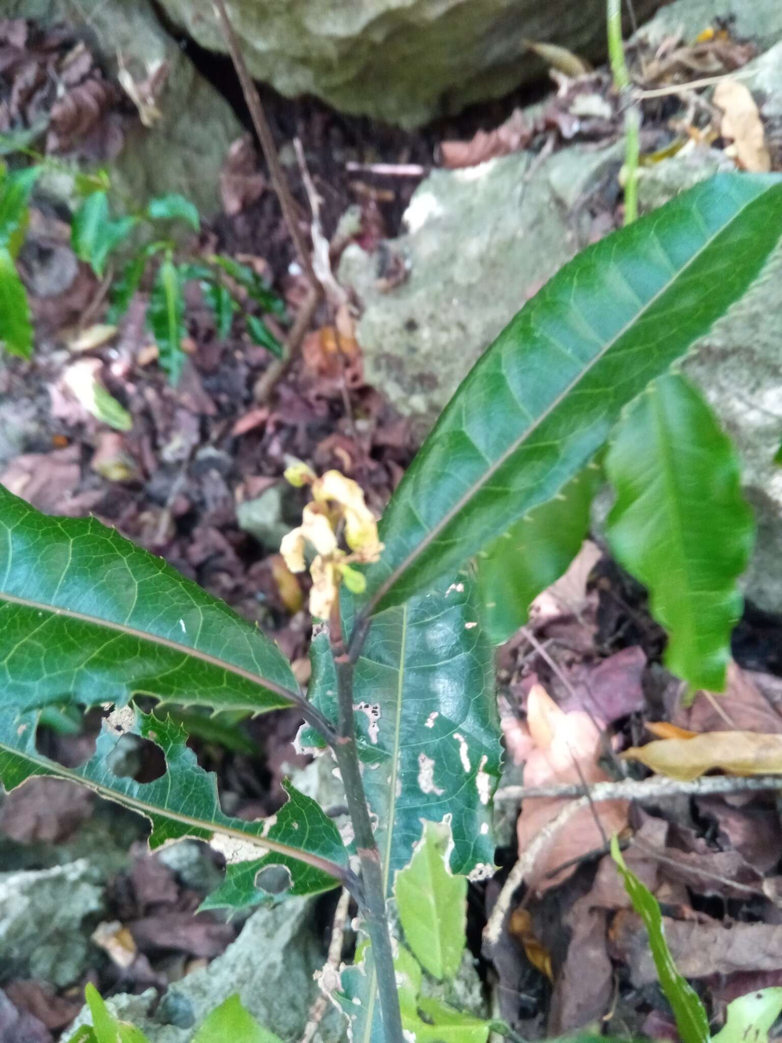 Image of Rinorea spinosa (Tul.) Baill.