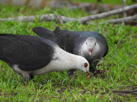 Image of White-headed Pigeon