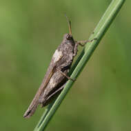 Image of Awl-shaped Pygmy Grasshopper