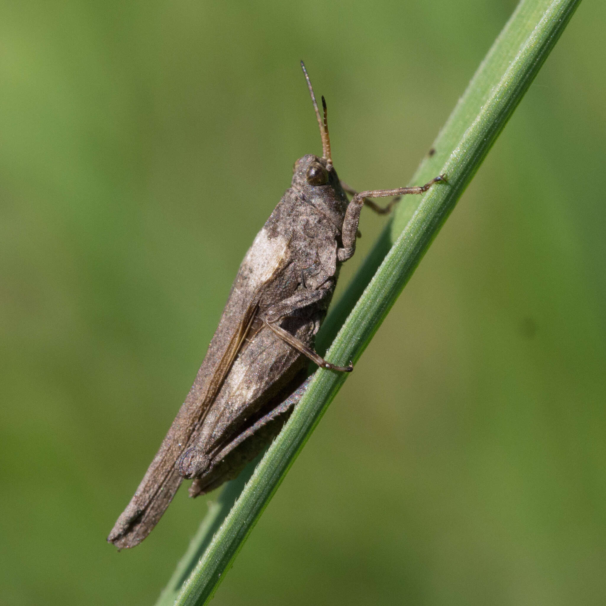 Image of Awl-shaped Pygmy Grasshopper