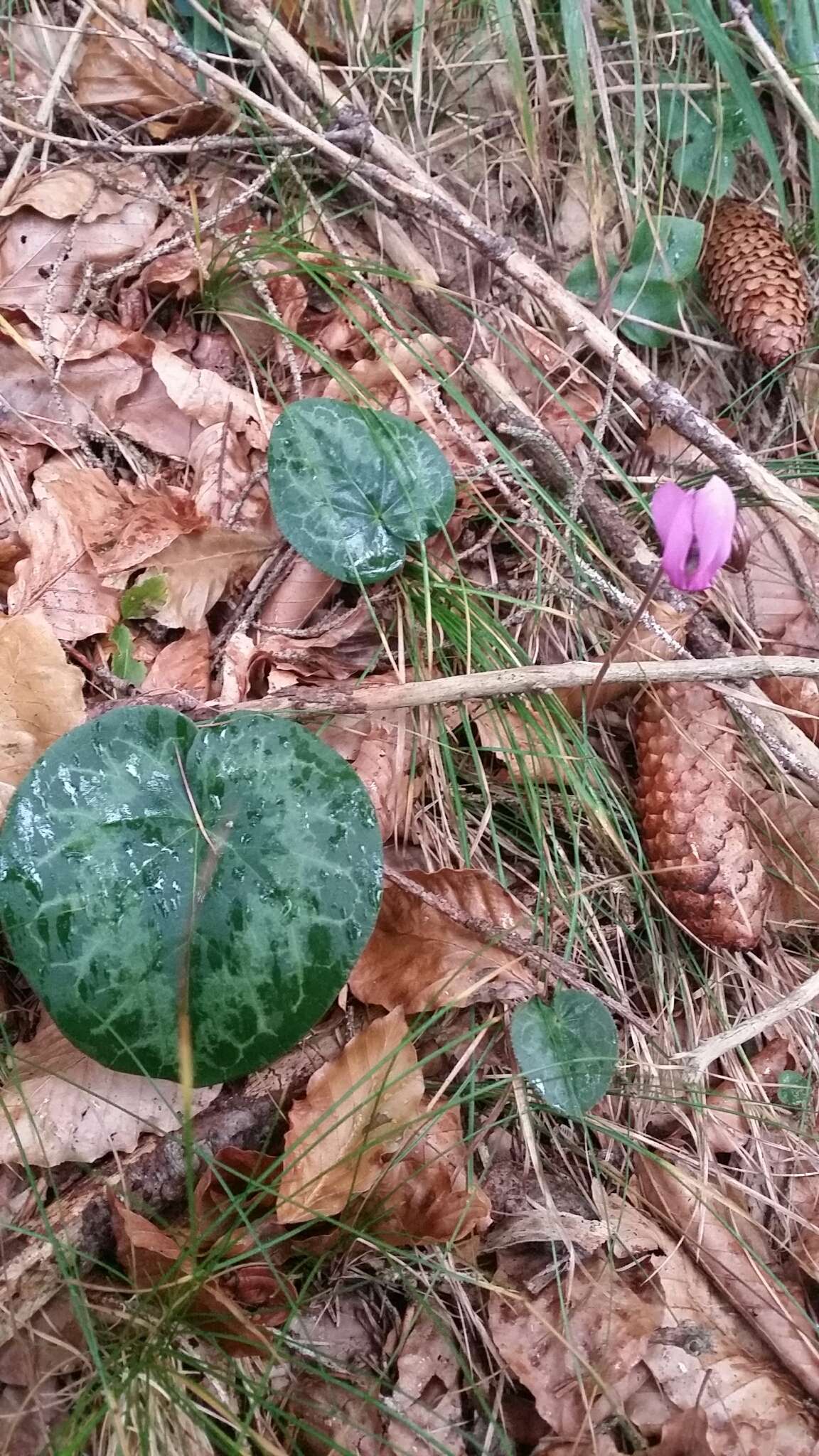 Image of cyclamen