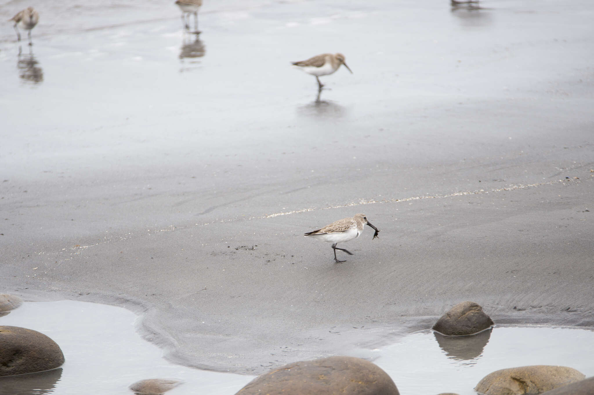 Image of Calidris alpina sakhalina (Vieillot 1816)