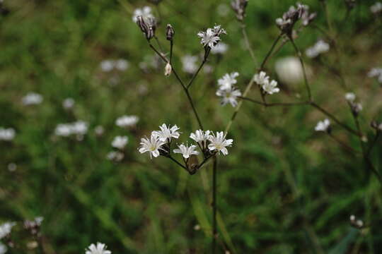 Plancia ëd Gypsophila acutifolia Fisch.