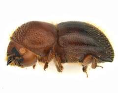 Image of granulated ambrosia beetle