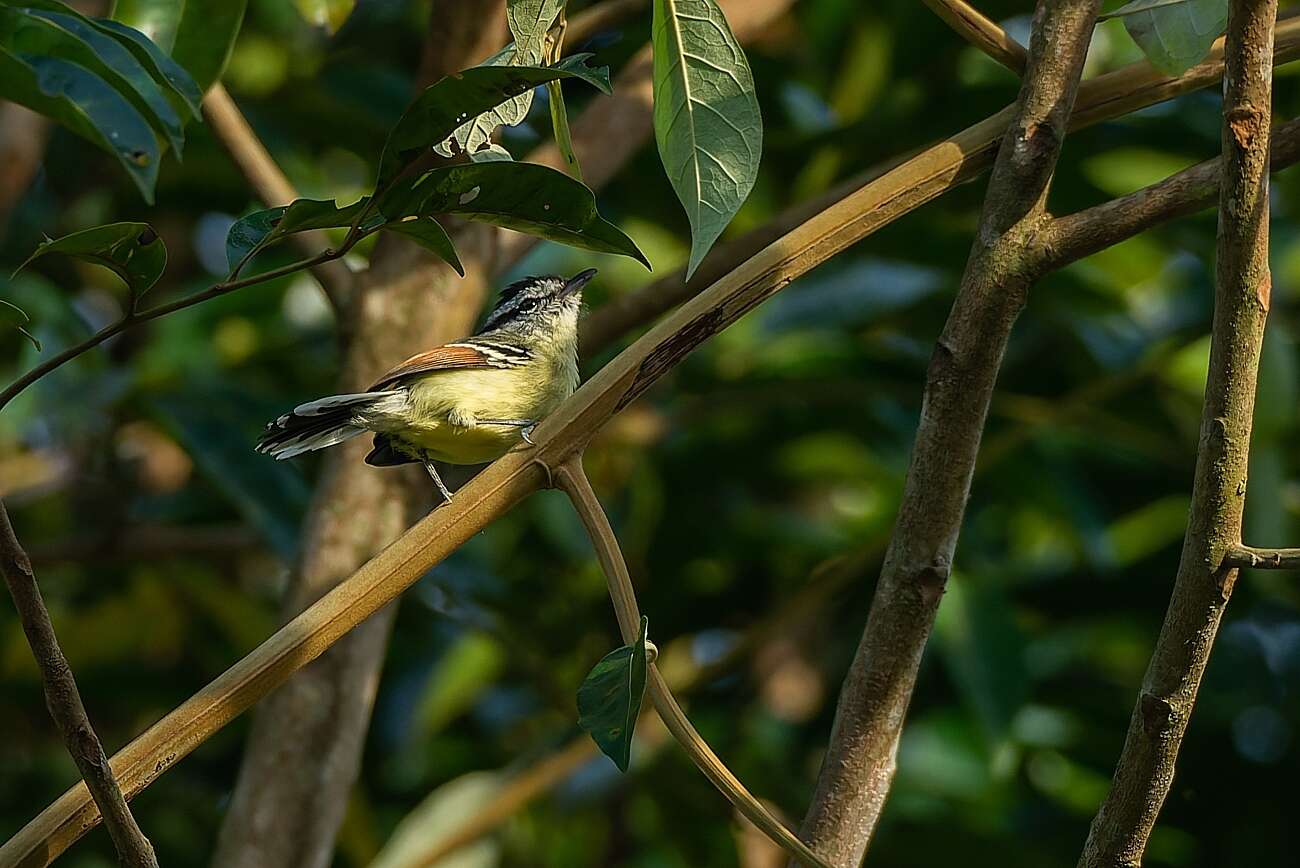 Image of Rufous-winged Antwren