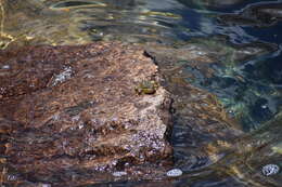 Image of Sierra Nevada Yellow-legged Frog