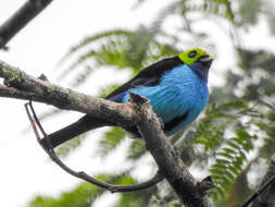 Image of Paradise Tanager