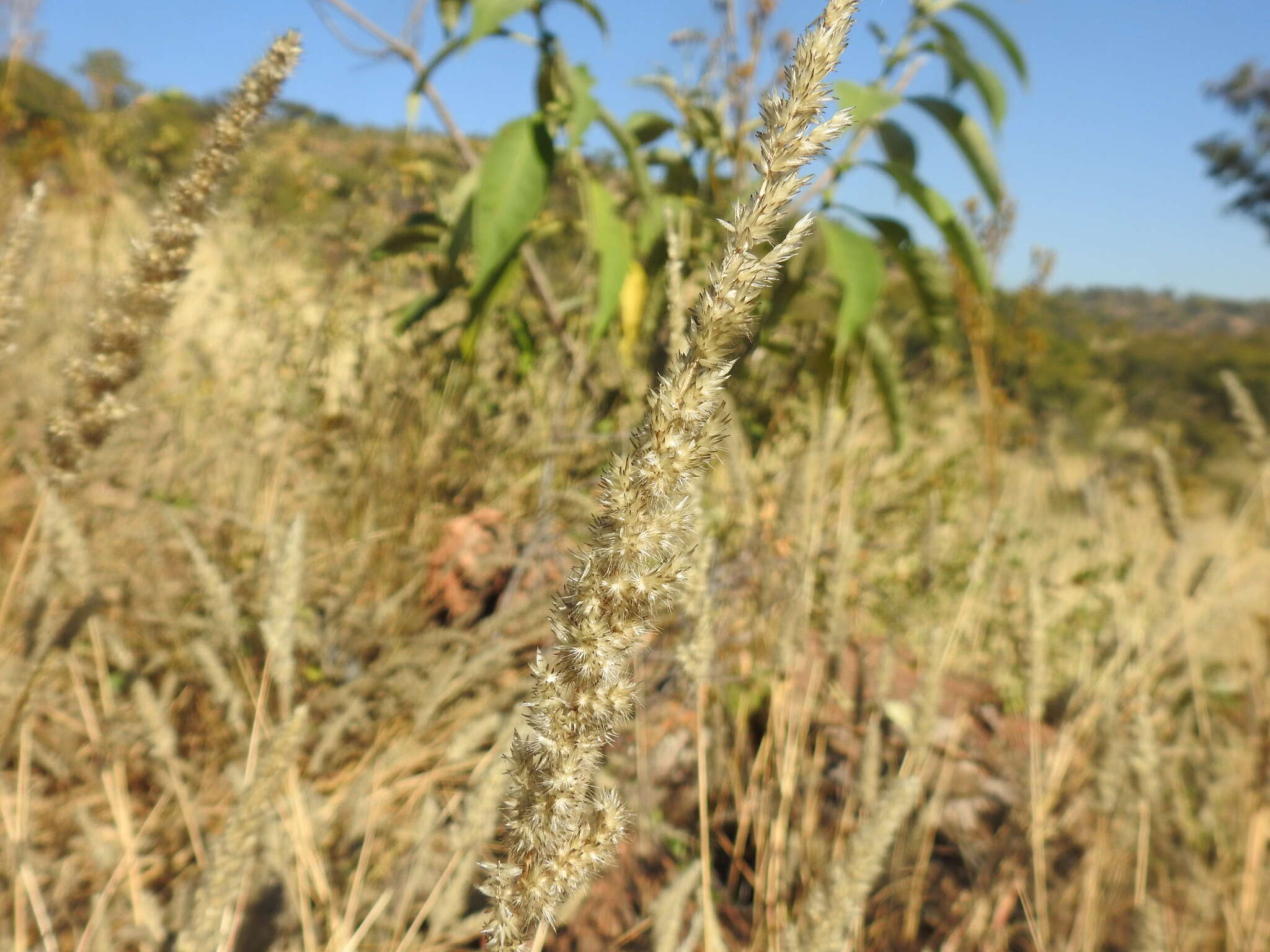 Image of soft feather pappusgrass