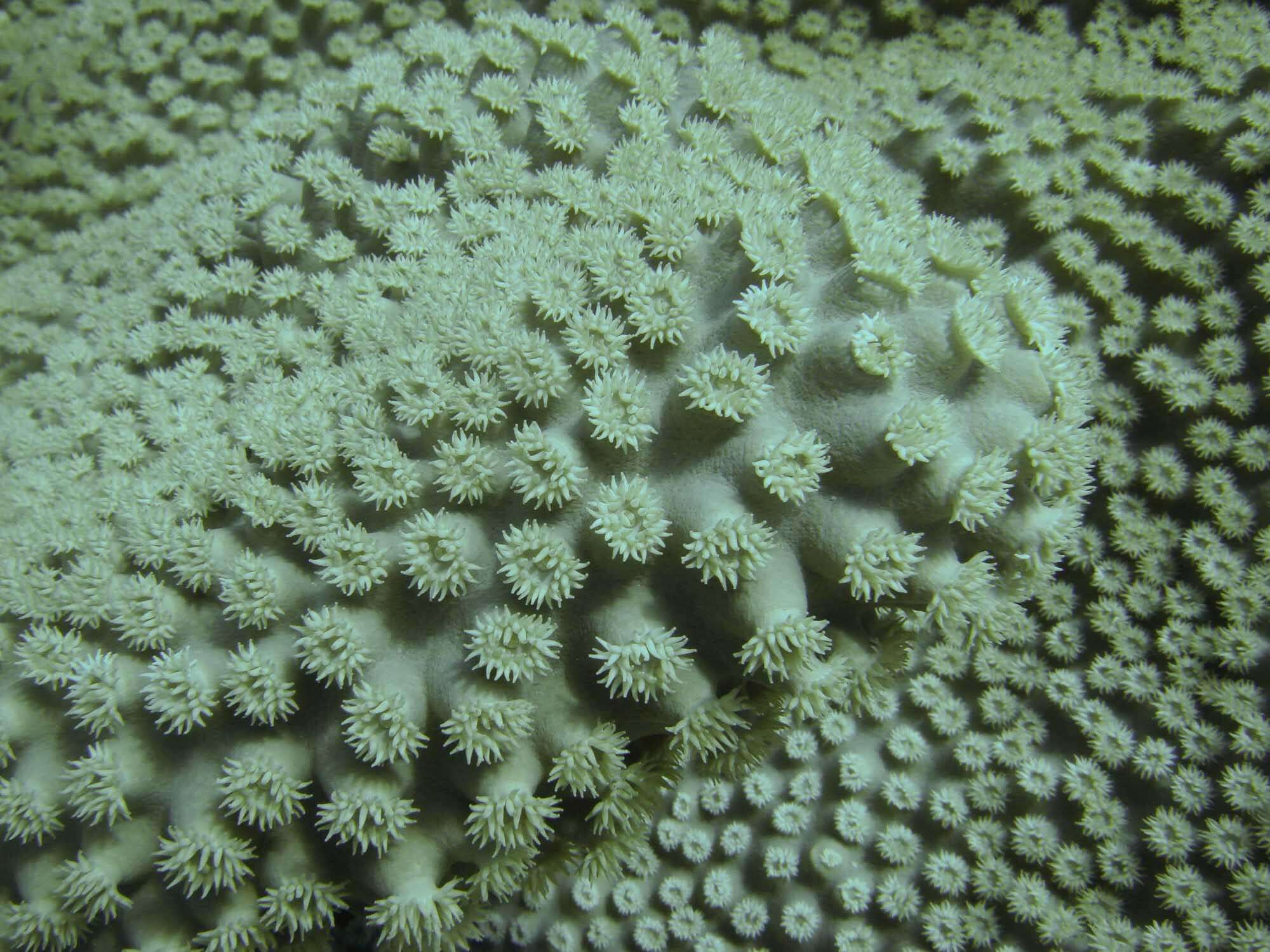 Image of Pagoda coral