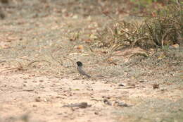 Imagem de Knipolegus striaticeps (d'Orbigny & Lafresnaye 1837)