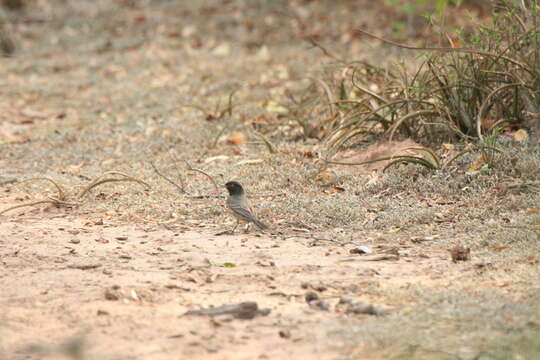 Knipolegus striaticeps (d'Orbigny & Lafresnaye 1837)的圖片