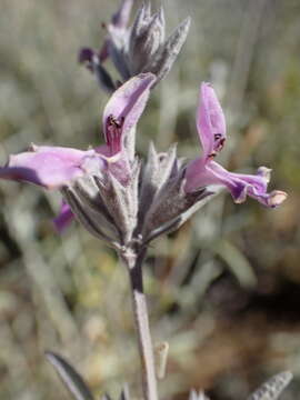 Imagem de Stachys rugosa Aiton