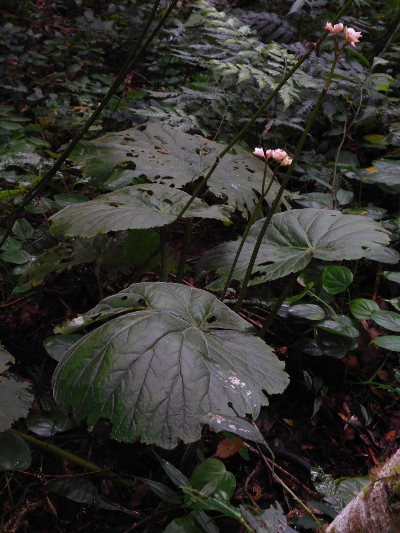 Image of Begonia