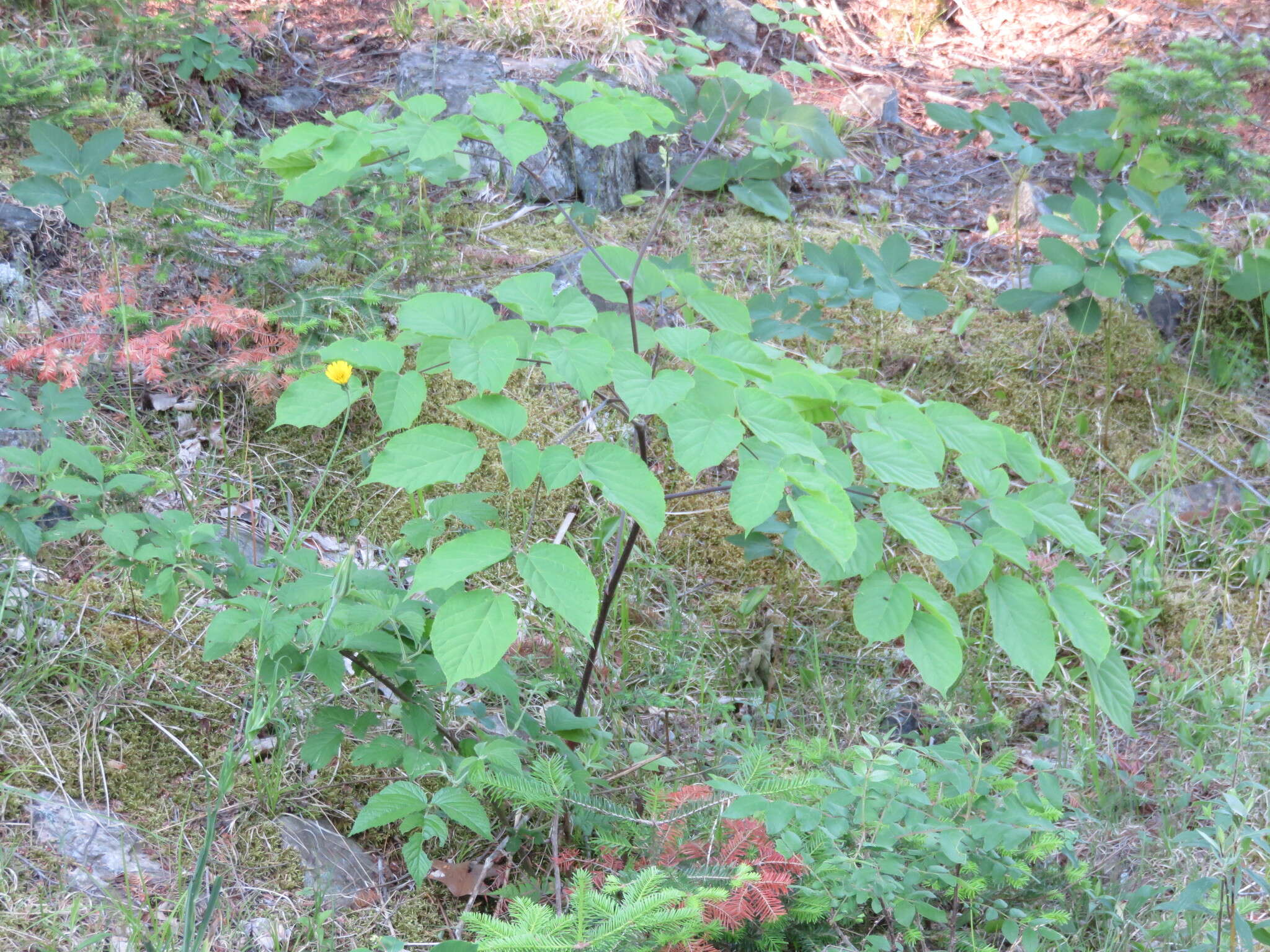 Image of American spikenard