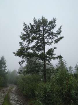 Image of Dahurian Larch