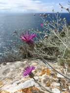 Слика од Centaurea diomedea Gasparr.