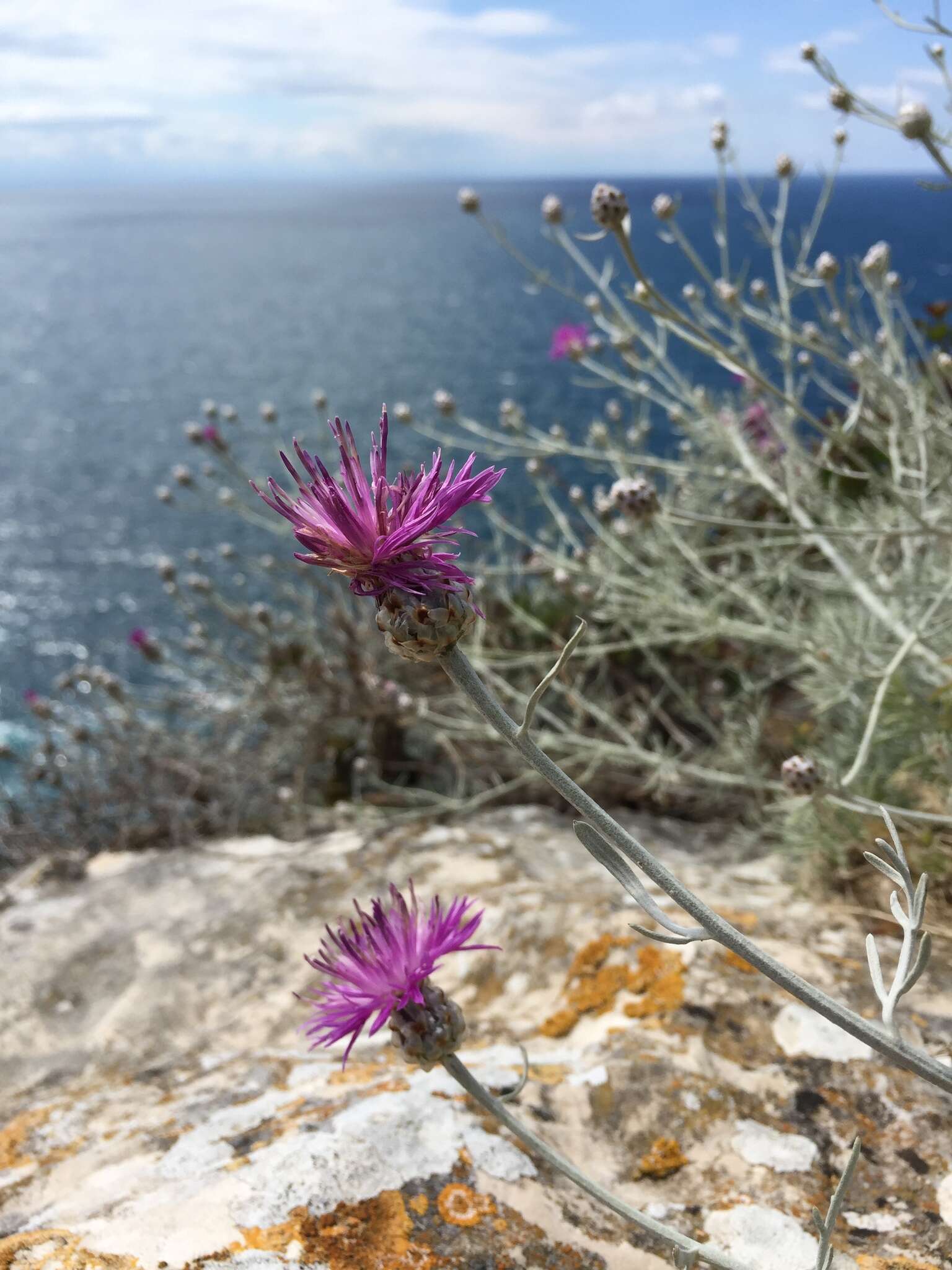 Centaurea diomedea Gasparr.的圖片