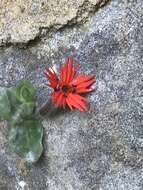 Imagem de Silene rotundifolia Nutt.