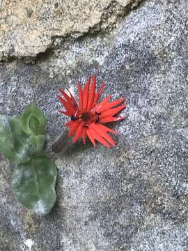 Image of roundleaf catchfly