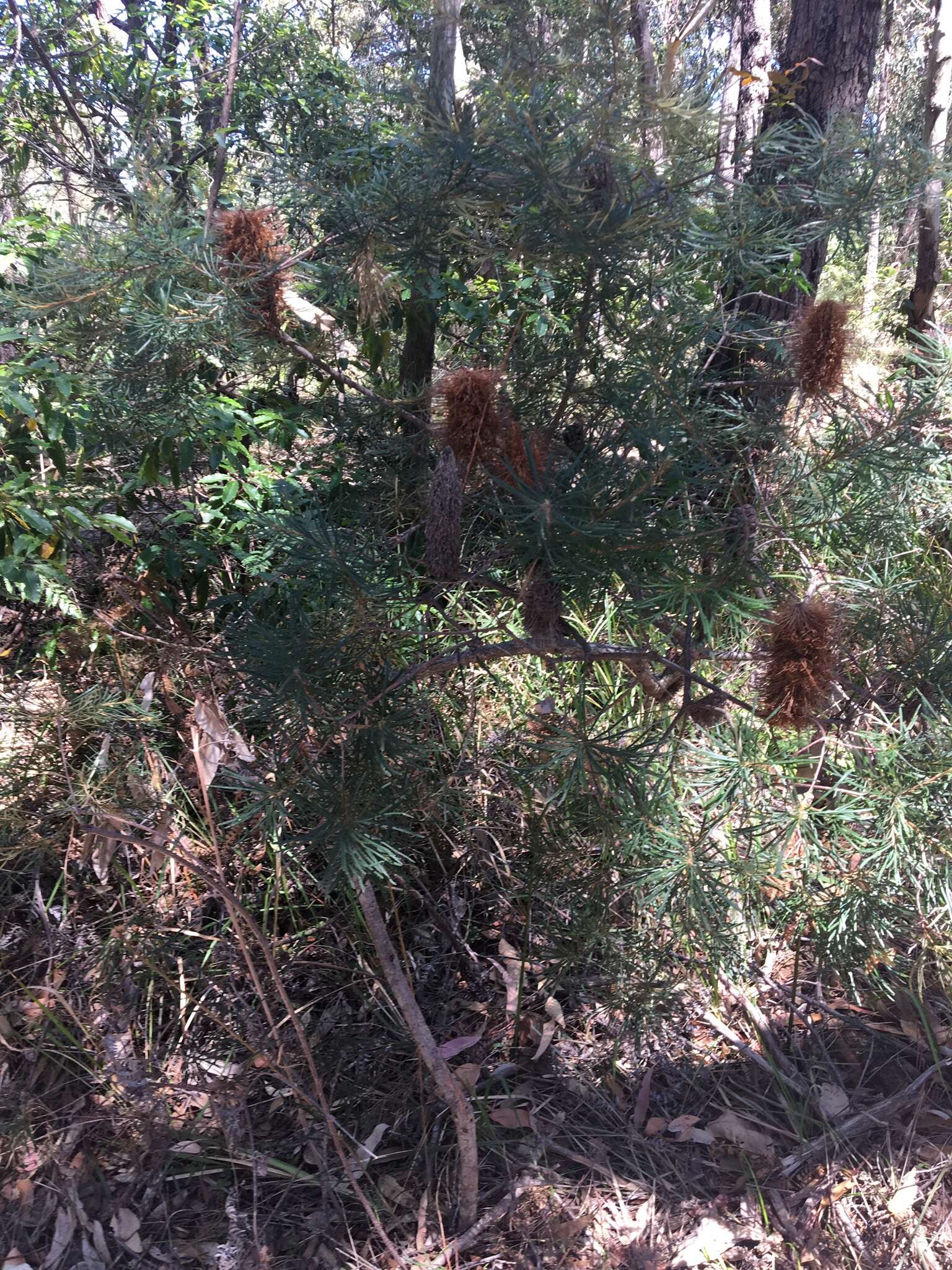 Image of hairpin banksia