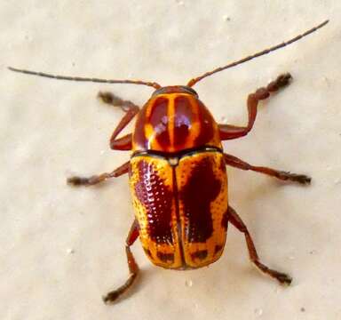 Image of Cryptocephalus castaneus J. L. Le Conte 1880