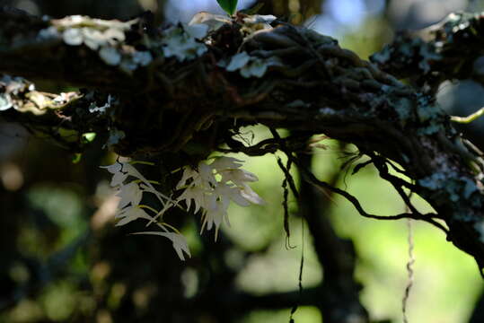 Image of Mystacidium brayboniae Summerh.