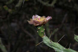 Image of Cylindropuntia × antoniae