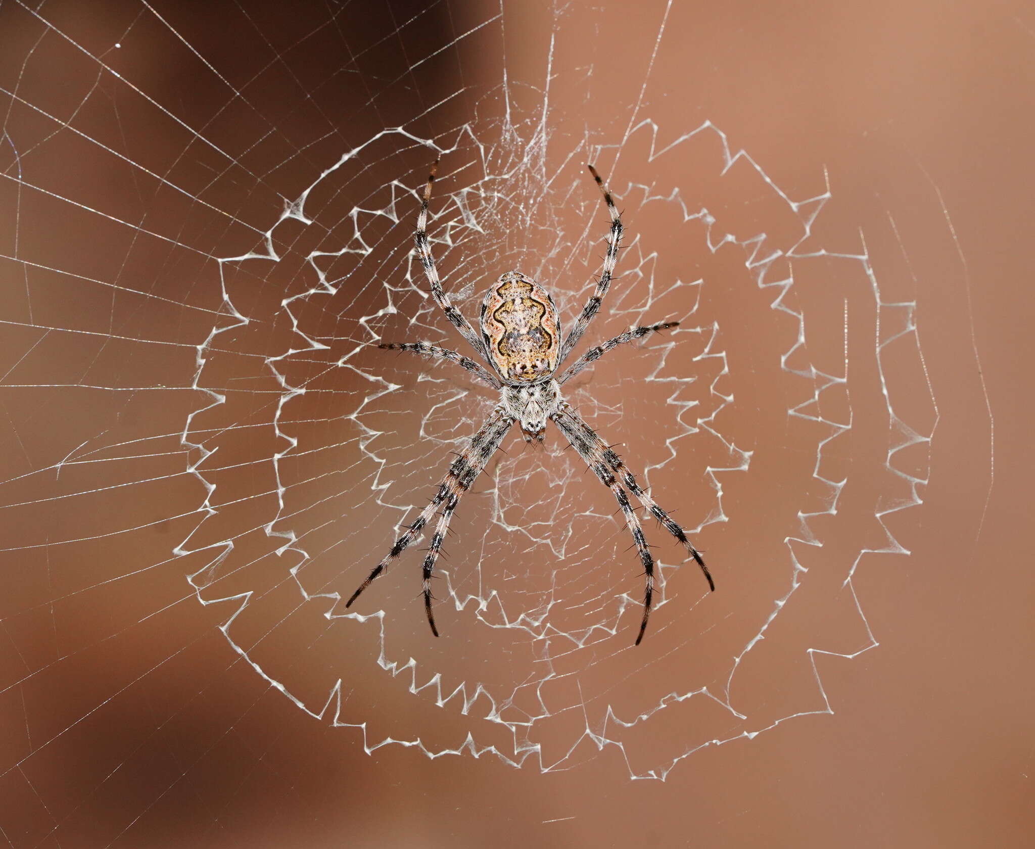 Image of Argiope mascordi Levi 1983