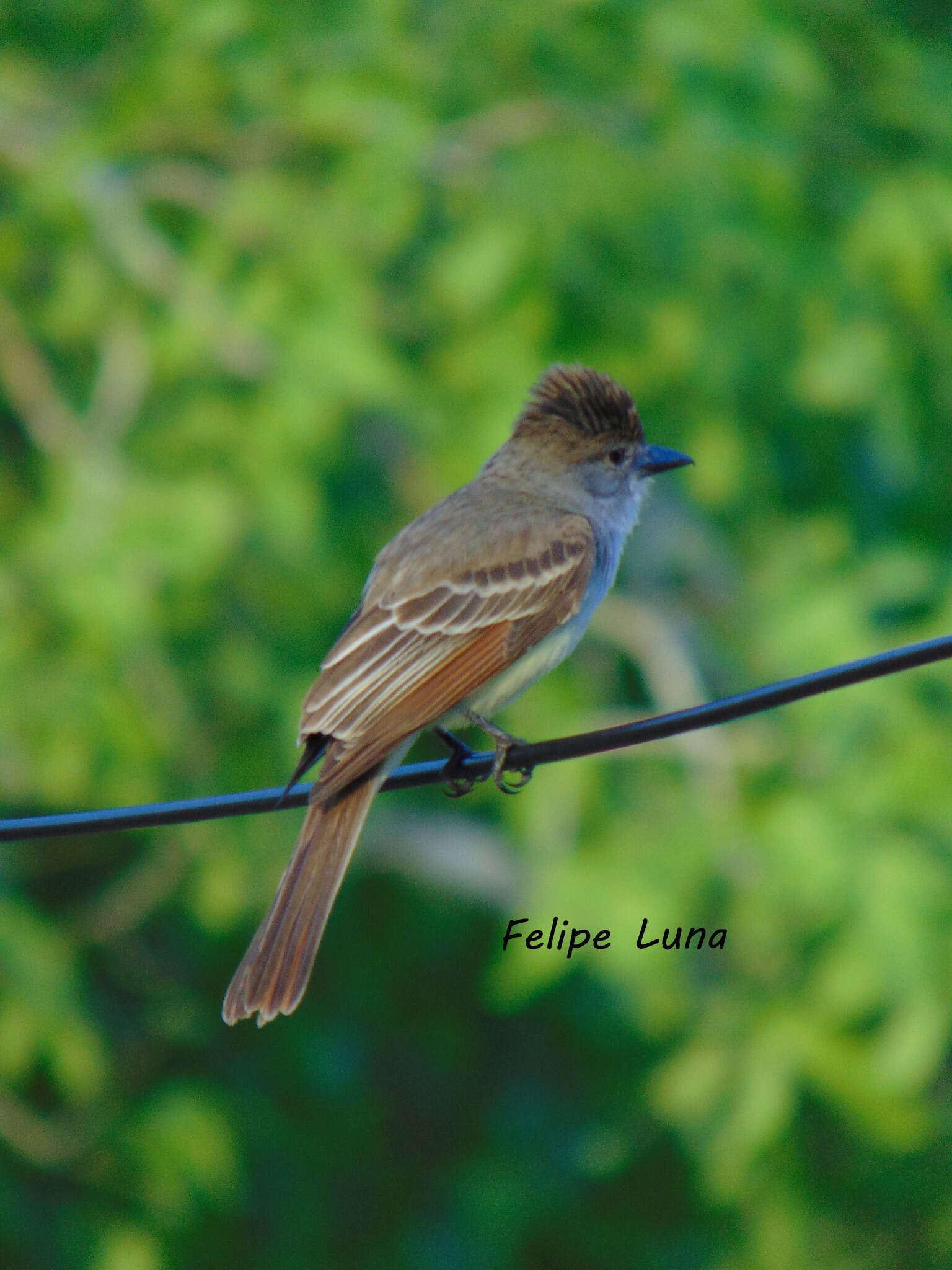 Image of Brown-crested Flycatcher