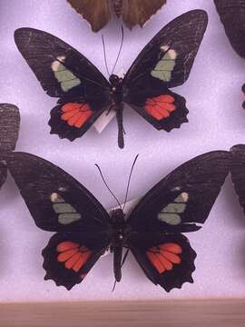 صورة Parides eurimedes (Stoll 1782)