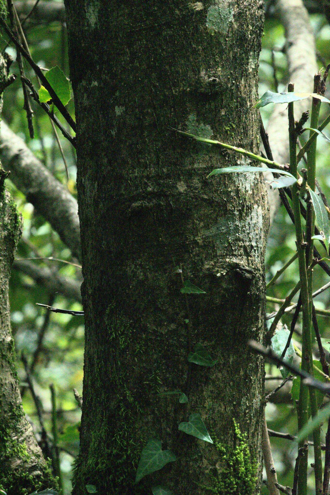 Image of Himalayan Holly