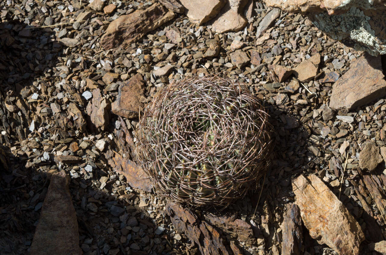 Image of Echinopsis cinnabarina (Hook.) Labour.