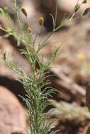 Image de Schkuhria pinnata (Lam.) O. Kuntze