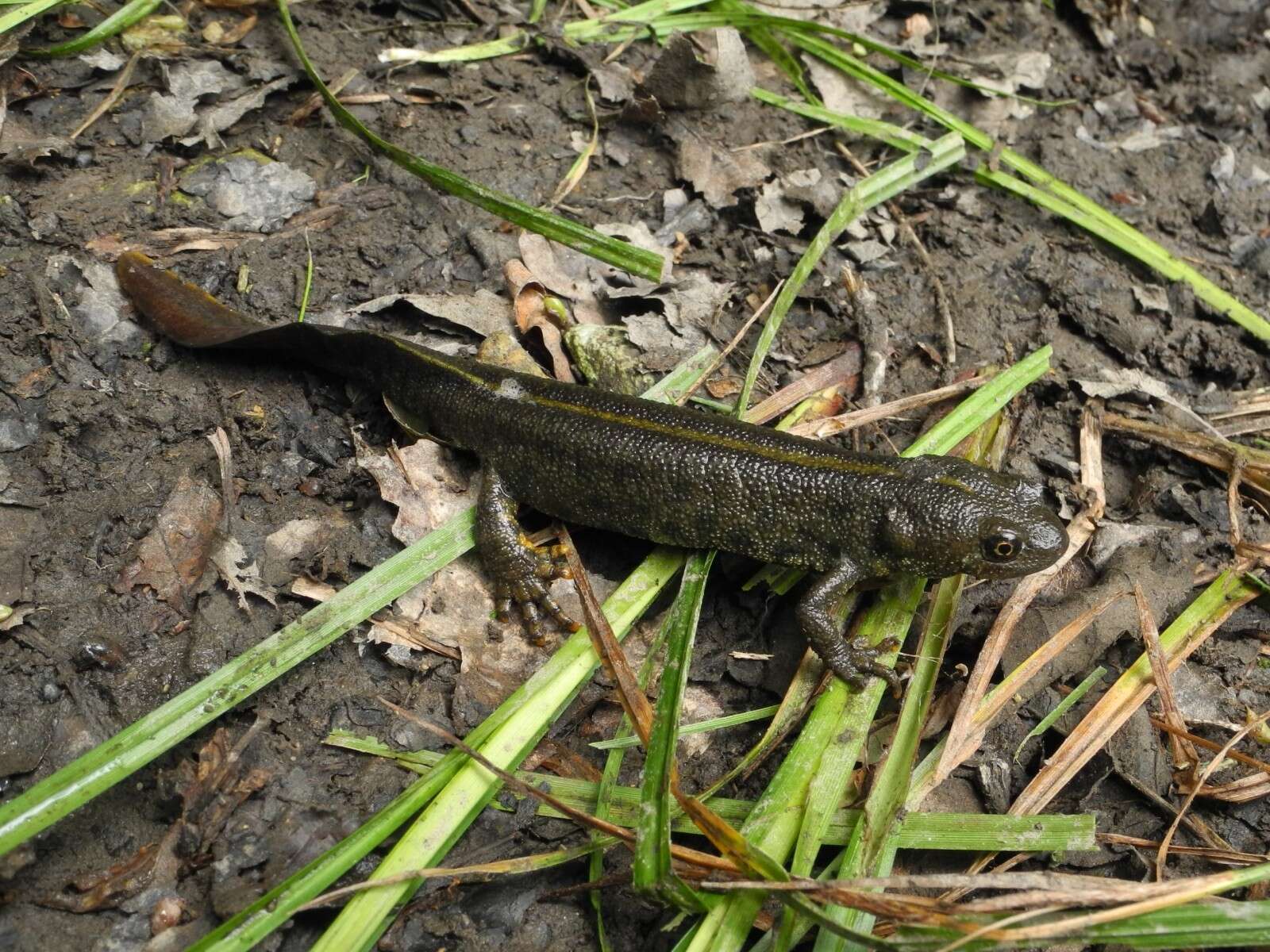 Image of Italian crested newt