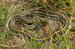 Image of Mexican Garter Snake