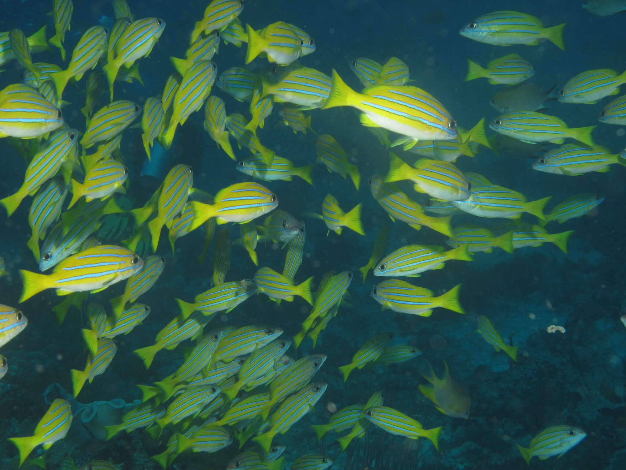 Image of Bengal snapper