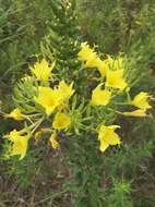 صورة Oenothera rhombipetala Nutt. ex Torr. & Gray