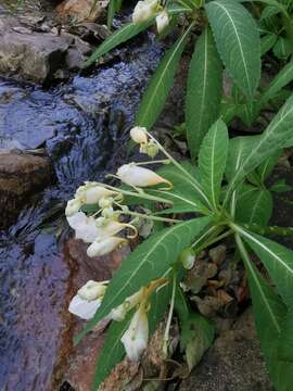 Image of Impatiens tubulosa Hemsl. ex Forb. & Hemsl.